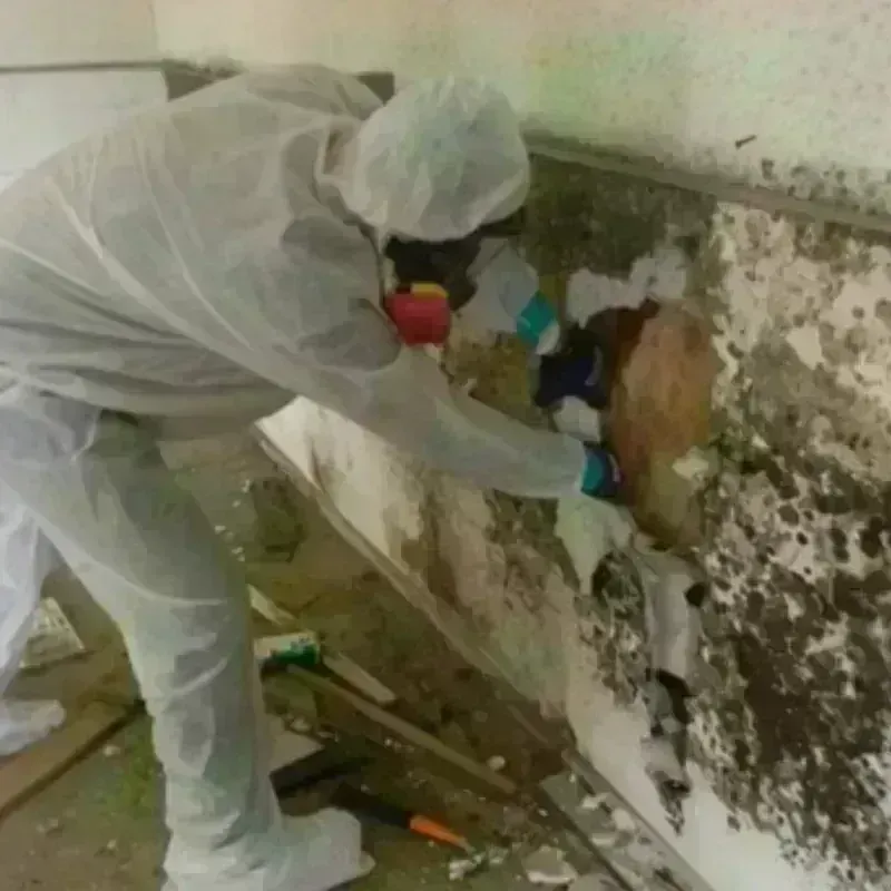 Mold Remediation and Removal in Custer County, CO